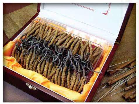 土默特左冬虫夏草回收